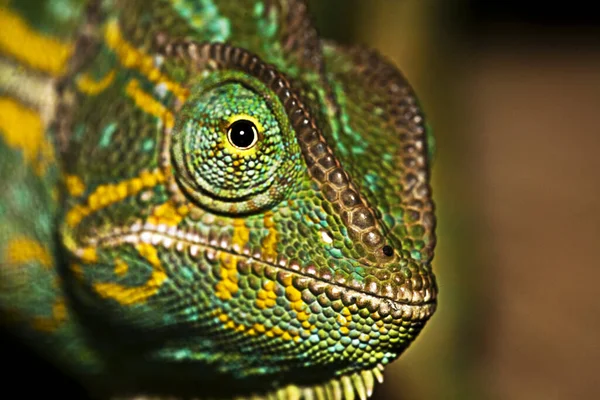 Caméléon Animal Lézard Tropical — Photo