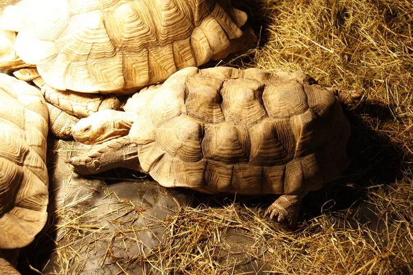 Sluiten Van Een Schildpad Woestijn — Stockfoto