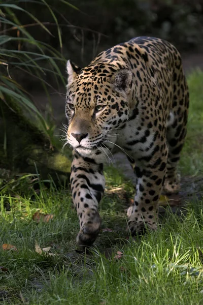 Leopardo Animal Predador Gato Grande — Fotografia de Stock