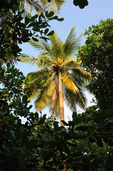 Palme Hintergrund Kopierraum — Stockfoto