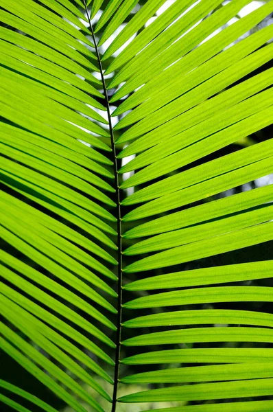 Green Palm Leaf Floral Wallpaper — Stock Photo, Image