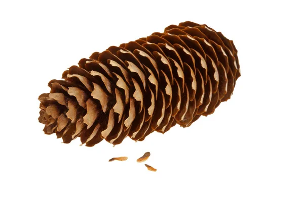 Tree Pine Cones Coniferous — Stock Photo, Image