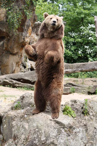 Brunbjörnsdjur Grizzly — Stockfoto