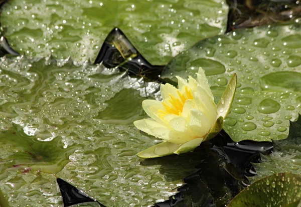 Seerosenteich Blütenblätter Lotus — Stockfoto