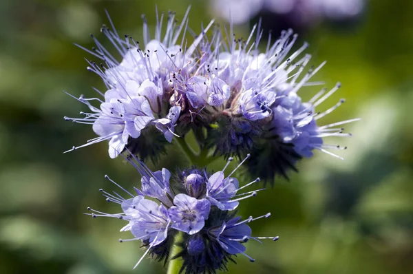 Tuft Virág Phacelia Tanacetifolia — Stock Fotó