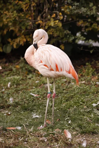 Doğadaki Güzel Flamingo Kuşunun Manzarası — Stok fotoğraf