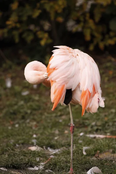 Malerischer Blick Auf Den Schönen Flamingo Vogel Der Natur — Stockfoto