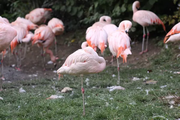 Vista Panorâmica Flamingos Majestosos Natureza — Fotografia de Stock