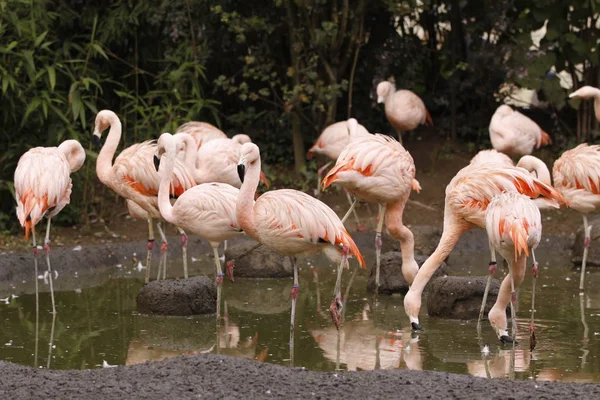Flamingo Close — Fotografia de Stock