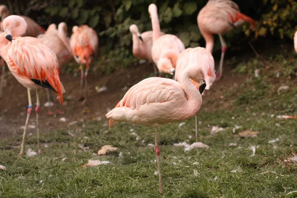 Flamingos Close — Fotografia de Stock