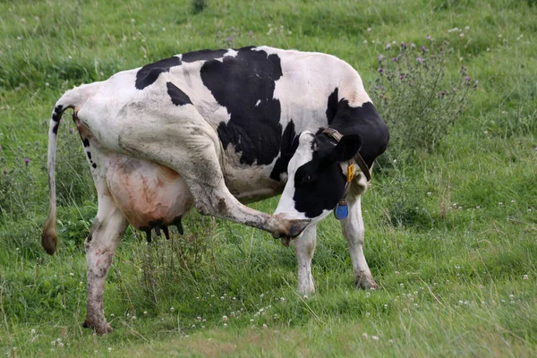 Vaca Color Negro Pasto —  Fotos de Stock