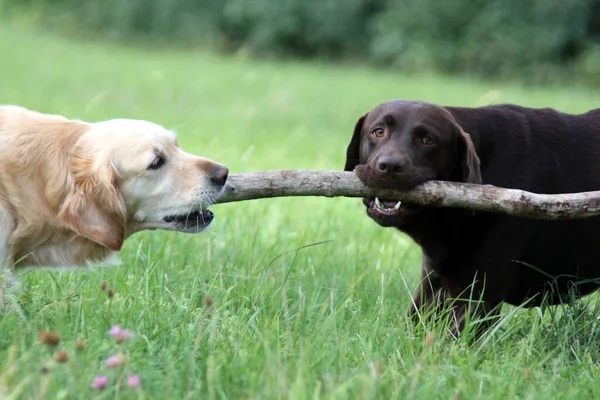 Labrador Und Golden Retriever — Stockfoto