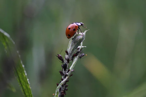 Ladybird Siete Lugares Blattlausjagd —  Fotos de Stock