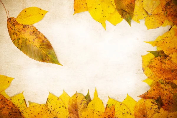 Jesień Sezon Jesienne Liście — Zdjęcie stockowe