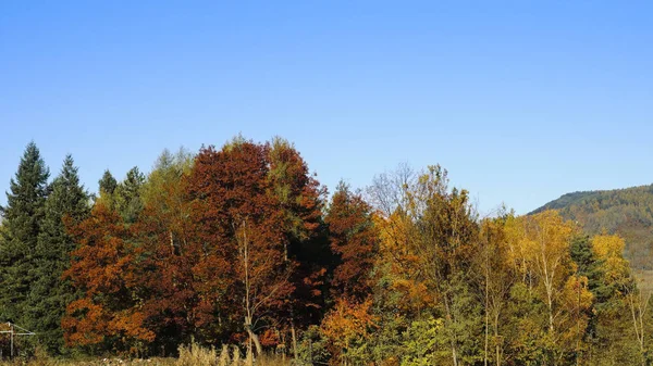 하늘을 배경으로 가을의 나무들 — 스톡 사진