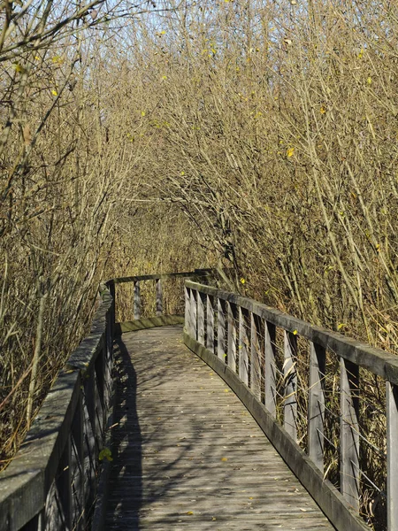 Caminho Floresta — Fotografia de Stock