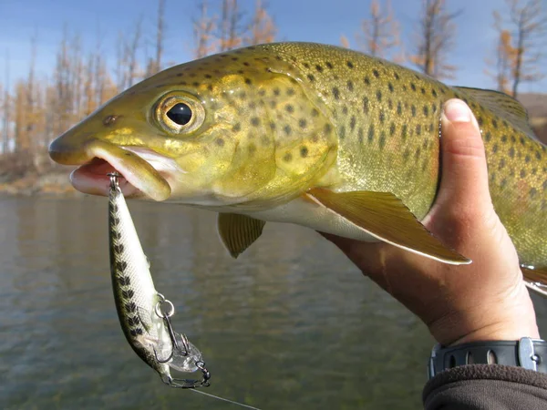 Pescatore Che Tiene Mano Pesce — Foto Stock