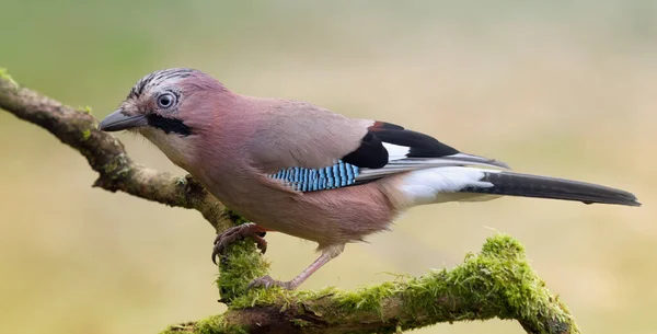 Schilderachtig Uitzicht Prachtige Jay Vogel — Stockfoto