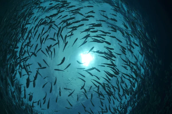 Makrelenschwarm Der Philippinischen Sonne — Stockfoto