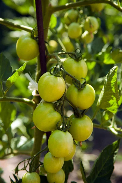 Pomodori Verdi Sui Cespugli — Foto Stock