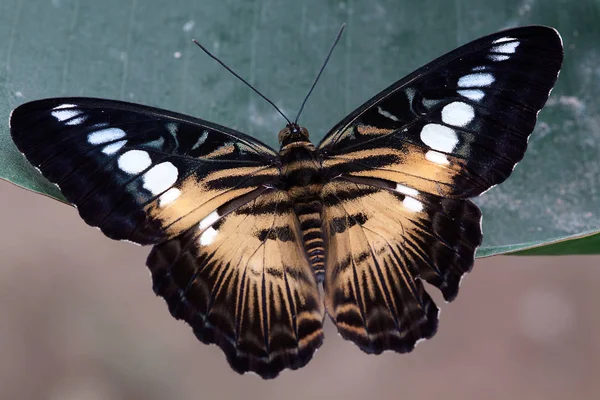 Бабочка Насекомое Крыльями — стоковое фото
