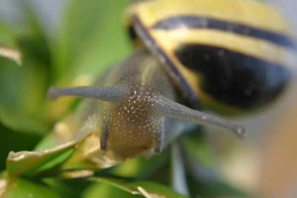 Escargot Mollusque Gastéropode Animal — Photo