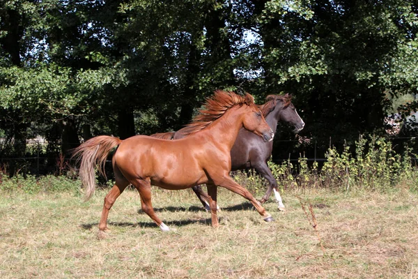 Araber Betesmark — Stockfoto