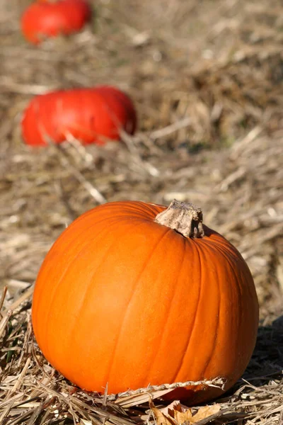 Autumnal Atmosphere Selective Focus — Stock Photo, Image