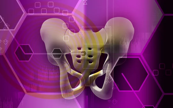 Beckengürtel Menschliches Organ — Stockfoto