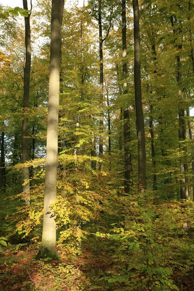 Podzimní Atmosféra Selektivní Zaměření — Stock fotografie