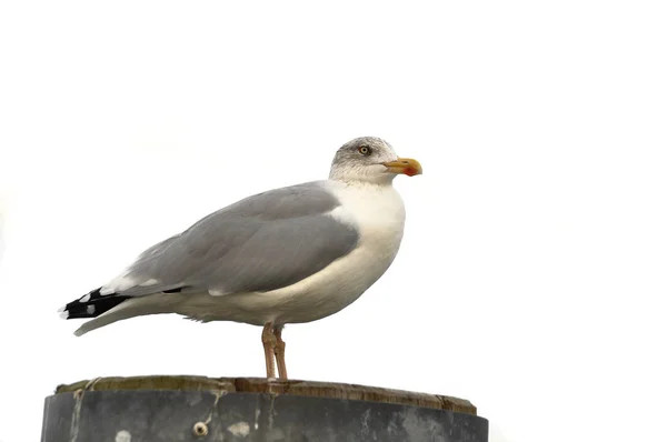 Vista Panorámica Hermosas Aves Gaviota Naturaleza — Foto de Stock