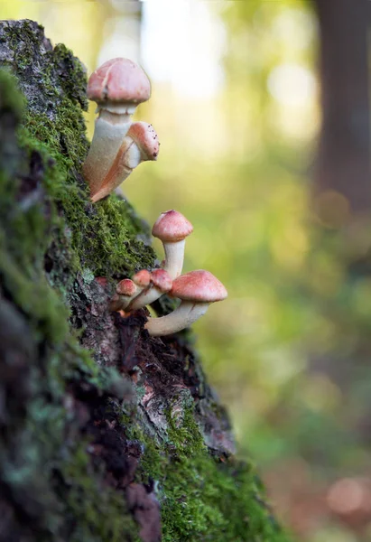 Red Toadstools Belongs Group Poisonous Fungi — Stock Photo, Image