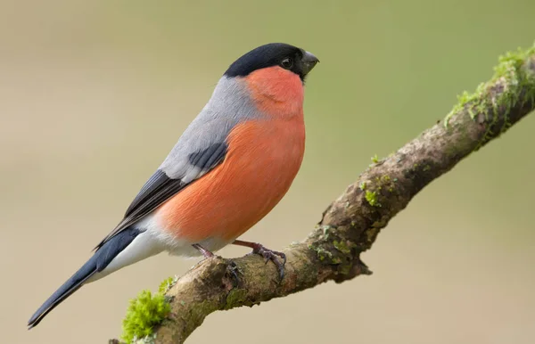 Vacker Utsikt Över Vacker Fågel Naturen — Stockfoto