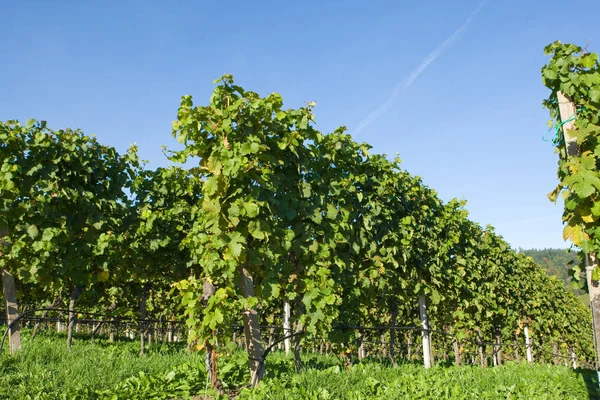 Vid Campo Viñedo Racimos Uvas — Foto de Stock