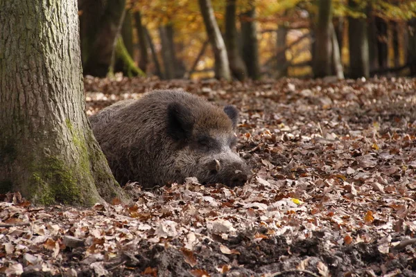 Oso Pardo Bosque — Foto de Stock