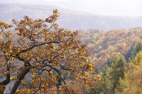 Mitt Skogen — Stockfoto