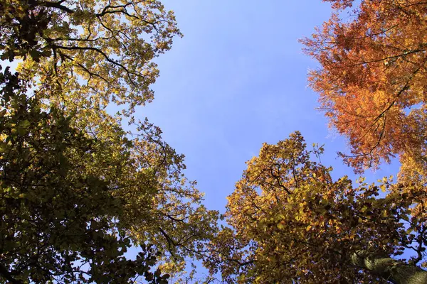 Midden Het Bos — Stockfoto