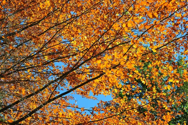 Schöne Landschaft Des Waldes — Stockfoto