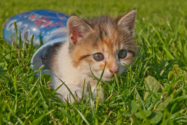 Portrait Cute Cat — Stock Photo, Image