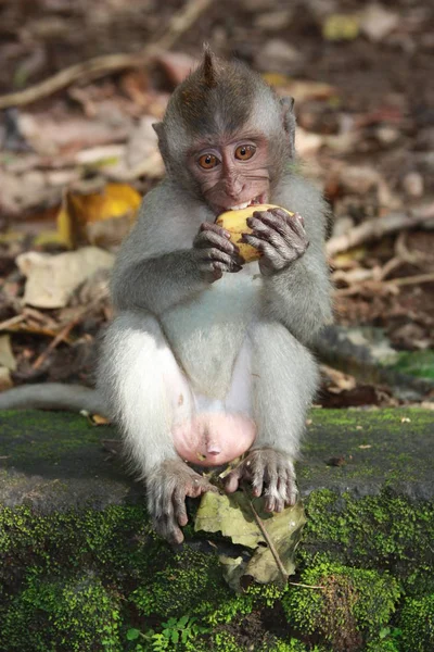 Unga Djur Selektivt Fokus — Stockfoto