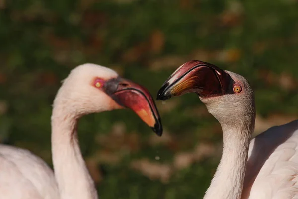 Mindere Flamingo Natuurlijke Vogel Achtergrond — Stockfoto