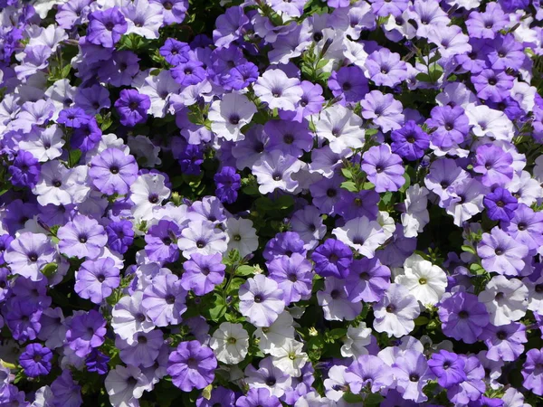 Fleurs Violettes Dans Jardin — Photo