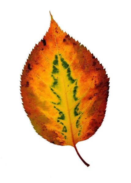 Autumn Leaf Fall Season Foliage — Stock Photo, Image