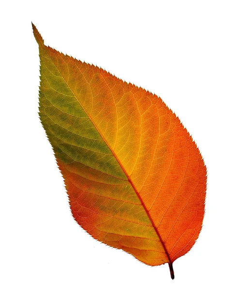 Jesienny Liść Jesienne Liście — Zdjęcie stockowe