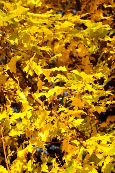 Fall Season Leaves Autumn Foliage — Stock Photo, Image