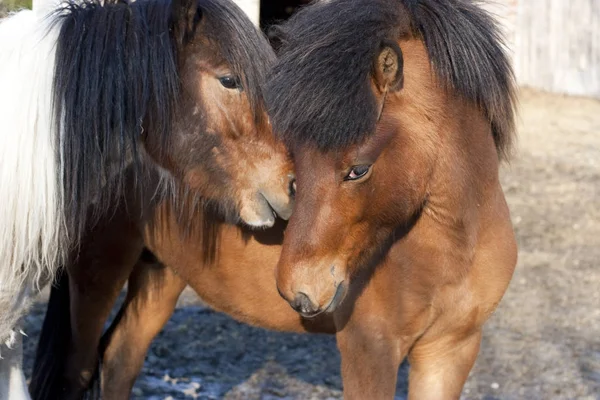 Porträt Von Zwei Pferden — Stockfoto