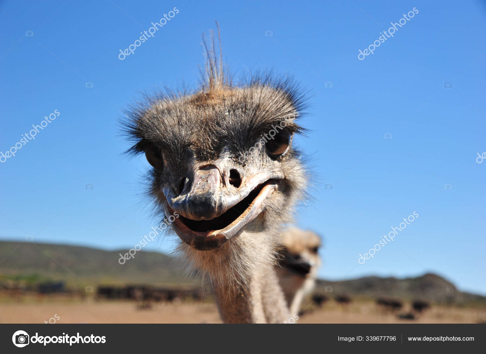 Ostrich Bird Animal Wildlife Stock Photo by ©PantherMediaSeller 339677796 Ostrich Bird Animal Wildlife Stock Photo by ©PantherMediaSeller 339677796
