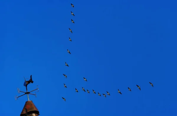 Vista Cênica Pássaros Gansos Natureza — Fotografia de Stock