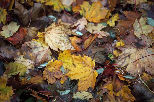 Beautiful Colorful Autumn Foliage — Stock Photo, Image