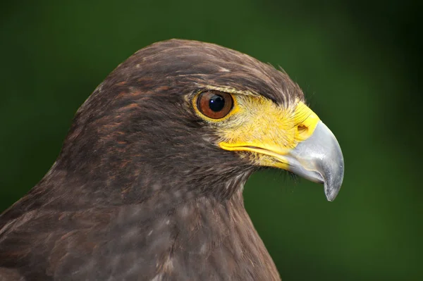 Observación Aves Lindo Pájaro Naturaleza Salvaje — Foto de Stock